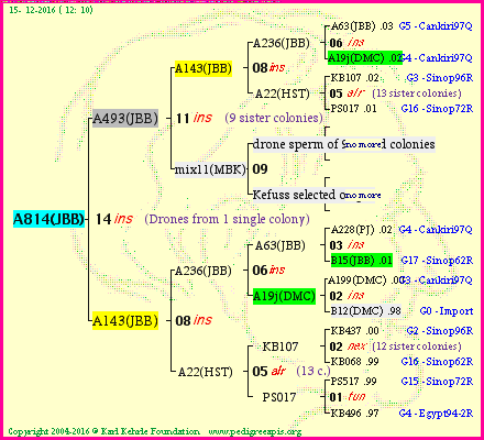 Pedigree of A814(JBB) :
four generations presented