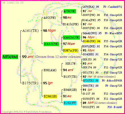 Pedigree of A85(AM) :
four generations presented<br />it's temporarily unavailable, sorry!