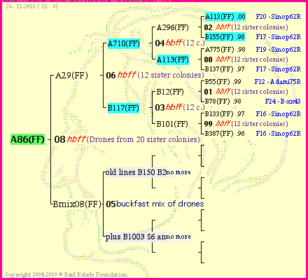 Pedigree of A86(FF) :
four generations presented