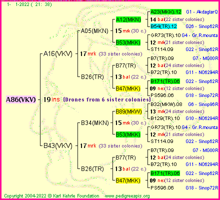 Pedigree of A86(VKV) :
four generations presented
it's temporarily unavailable, sorry!