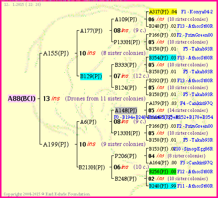 Pedigree of A88(BCI) :
four generations presented