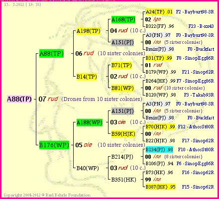 Pedigree of A88(TP) :
four generations presented