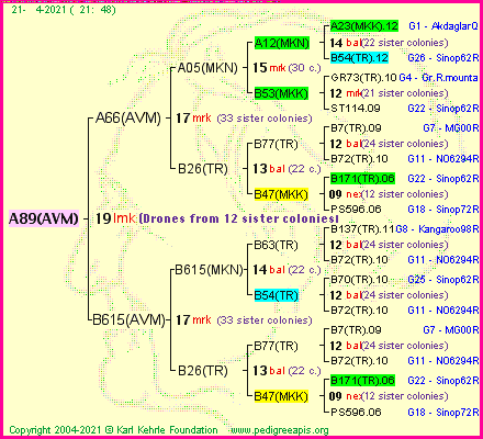 Pedigree of A89(AVM) :
four generations presented
it's temporarily unavailable, sorry!