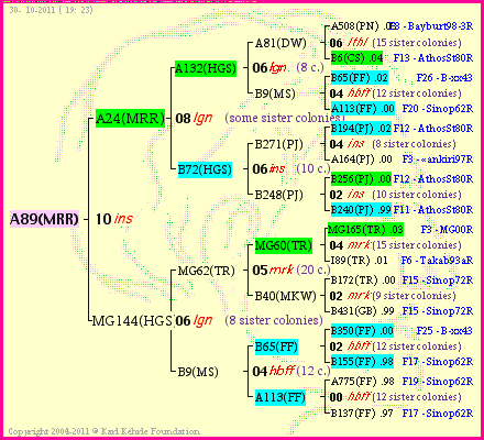 Pedigree of A89(MRR) :
four generations presented