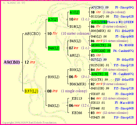 Pedigree of A9(CBO) :
four generations presented