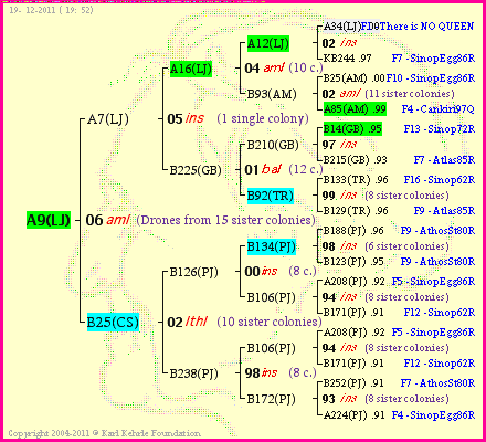 Pedigree of A9(LJ) :
four generations presented