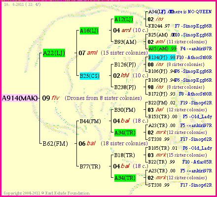 Pedigree of A914(MAK) :
four generations presented