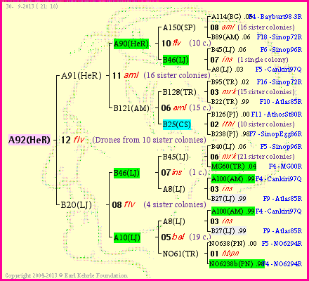 Pedigree of A92(HeR) :
four generations presented