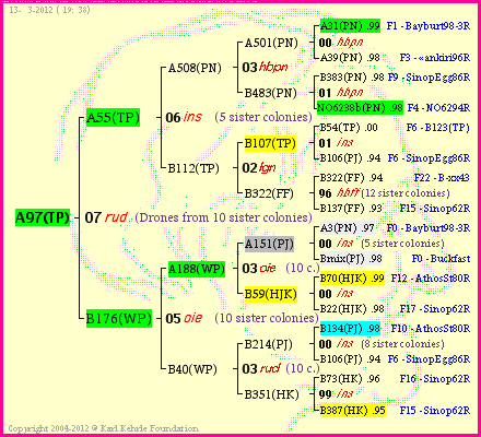 Pedigree of A97(TP) :
four generations presented