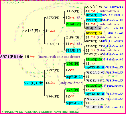 Pedigree of A971(PJ)1dr :
four generations presented