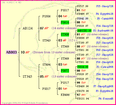 Pedigree of AB803 :
four generations presented