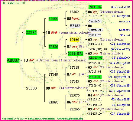 Pedigree of AB807 :
four generations presented