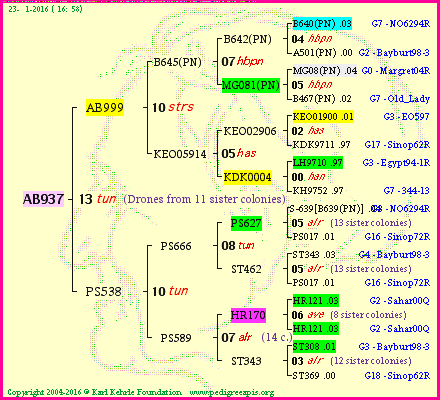 Pedigree of AB937 :
four generations presented