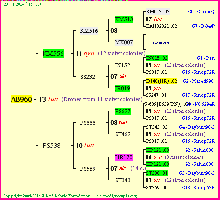 Pedigree of AB960 :
four generations presented
it's temporarily unavailable, sorry!