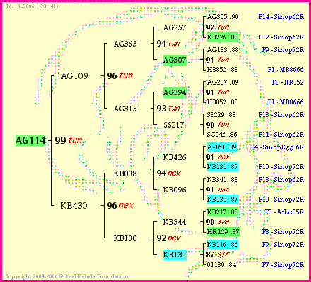 Pedigree of AG114 :
four generations presented