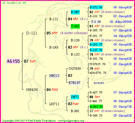 Pedigree of AG155 :
four generations presented