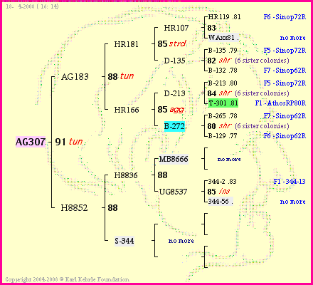 Pedigree of AG307 :
four generations presented
it's temporarily unavailable, sorry!