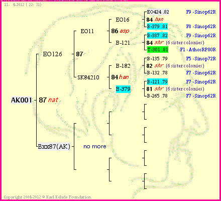 Pedigree of AK001 :
four generations presented