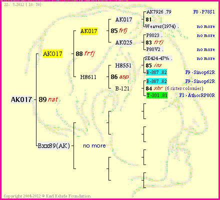 Pedigree of AK017 :
four generations presented