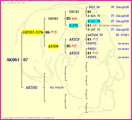 Pedigree of AK061 :
four generations presented