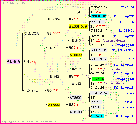 Pedigree of AK406 :
four generations presented