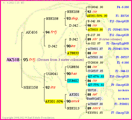 Pedigree of AK518 :
four generations presented