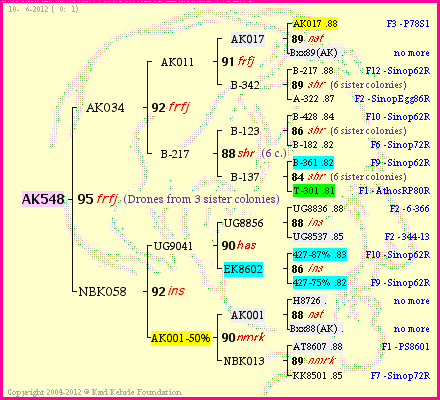 Pedigree of AK548 :
four generations presented