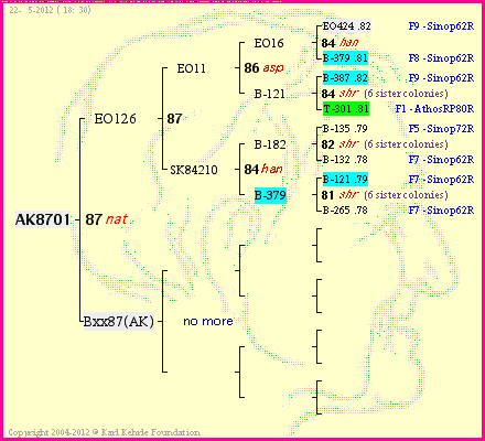 Pedigree of AK8701 :
four generations presented