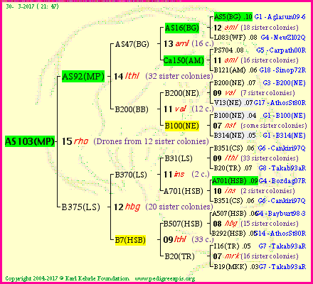 Pedigree of AS103(MP) :
four generations presented