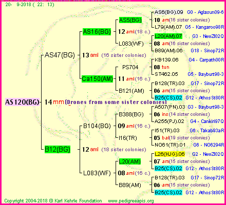 Pedigree of AS120(BG) :
four generations presented<br />it's temporarily unavailable, sorry!