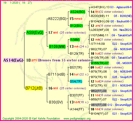 Pedigree of AS14(EvG) :
four generations presented
it's temporarily unavailable, sorry!