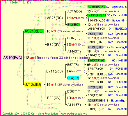 Pedigree of AS19(EvG) :
four generations presented
it's temporarily unavailable, sorry!