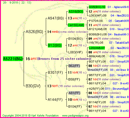 Pedigree of AS221(BG) :
four generations presented<br />it's temporarily unavailable, sorry!