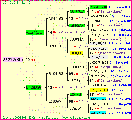 Pedigree of AS222(BG) :
four generations presented<br />it's temporarily unavailable, sorry!