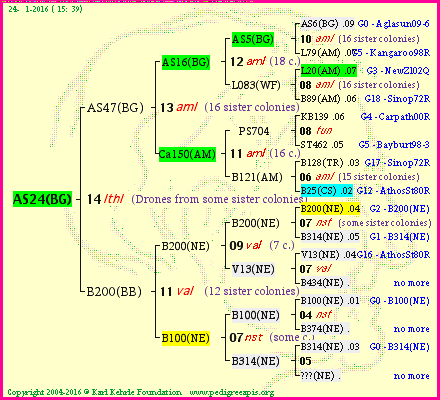 Pedigree of AS24(BG) :
four generations presented<br />it's temporarily unavailable, sorry!