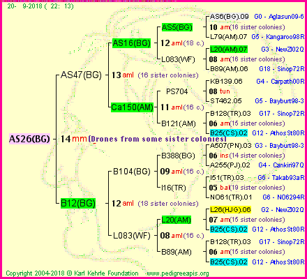 Pedigree of AS26(BG) :
four generations presented<br />it's temporarily unavailable, sorry!