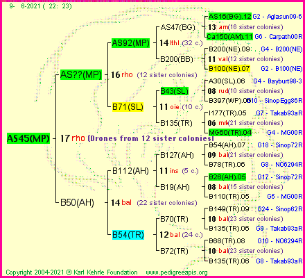 Pedigree of AS45(MP) :
four generations presented
it's temporarily unavailable, sorry!