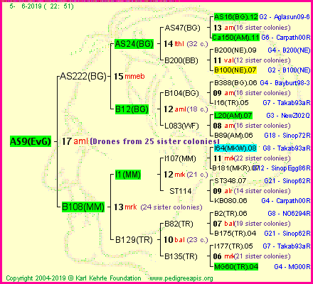 Pedigree of AS9(EvG) :
four generations presented<br />it's temporarily unavailable, sorry!