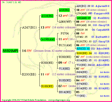 Pedigree of AS92(MP) :
four generations presented