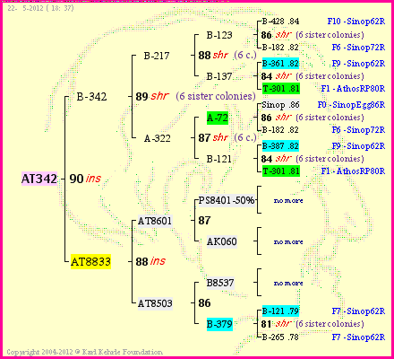 Pedigree of AT342 :
four generations presented