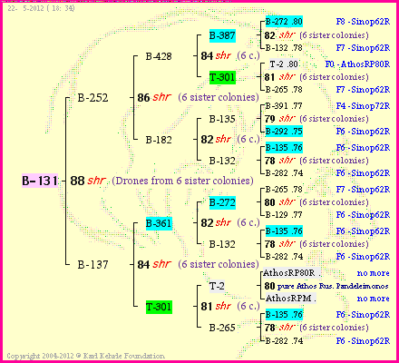 Pedigree of B-131 :
four generations presented