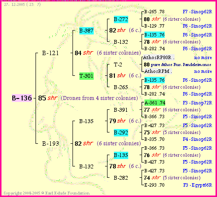 Pedigree of B-136 :
four generations presented