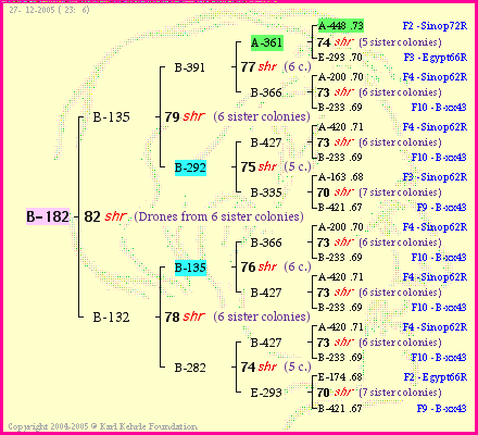 Pedigree of B-182 :
four generations presented