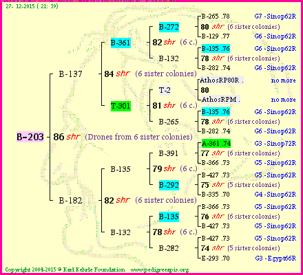 Pedigree of B-203 :
four generations presented