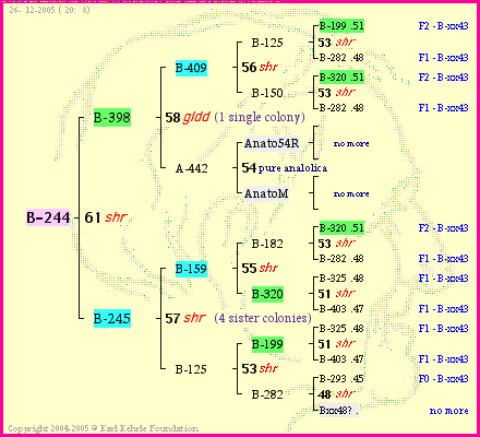 Pedigree of B-244 :
four generations presented