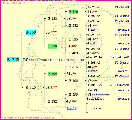 Pedigree of B-245 :
four generations presented