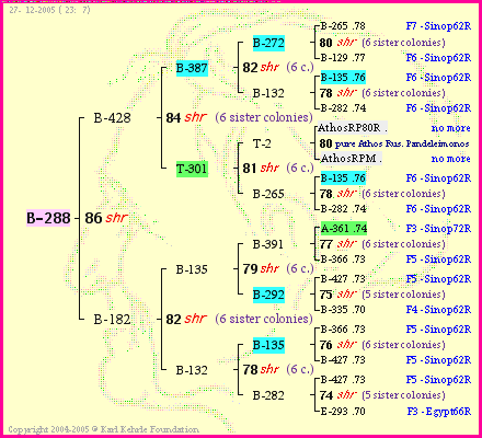 Pedigree of B-288 :
four generations presented