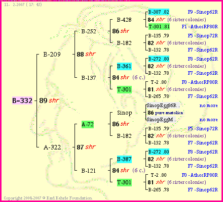 Pedigree of B-332 :
four generations presented