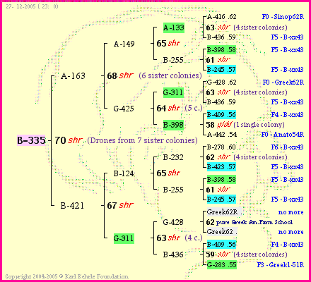 Pedigree of B-335 :
four generations presented