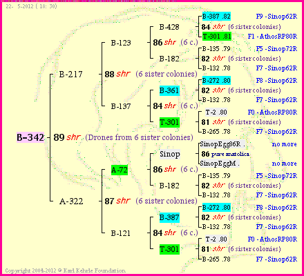 Pedigree of B-342 :
four generations presented